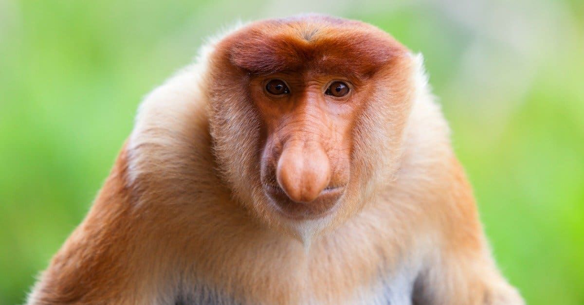 世界上最丑陋的五种猴子,最后一只像外星生物