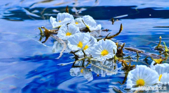 美丽|六月的“水性杨花”，水美，花美，美！美！美！