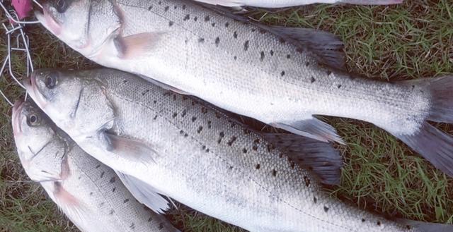 智商税|江苏一河道成天然黑坑,钓鱼人慕名前往,钓友:年年如此今年最多