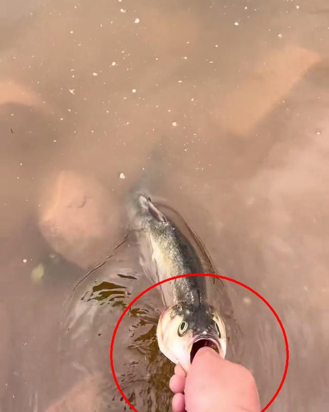 饵料|快过来……海南钓鱼人发现受伤翘嘴鱼,竟直接将鱼“喊”上岸