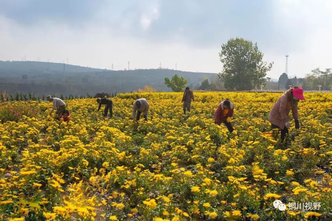 |铜川的美景【摄影铜川杨爱英】