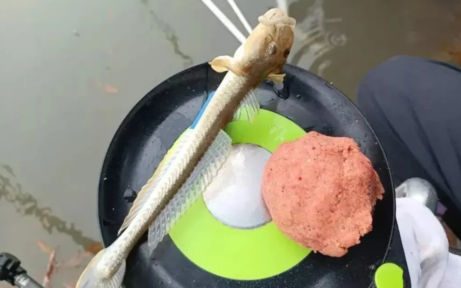 |钓友去鱼塘钓了两条鱼, 发现鱼瘦的, 猫看见都哭, 要不要继续钓下去