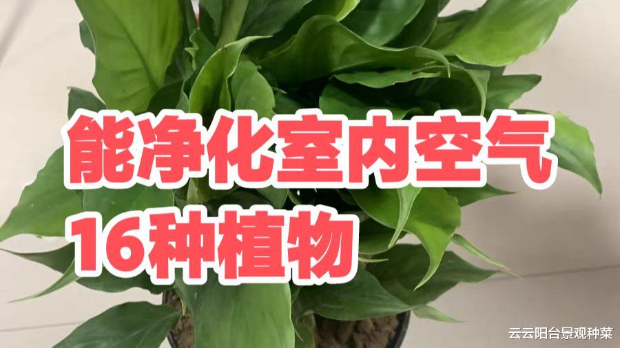 适合净化室内空气的植物主要有哪些?尤其是新房装修完即将搬家