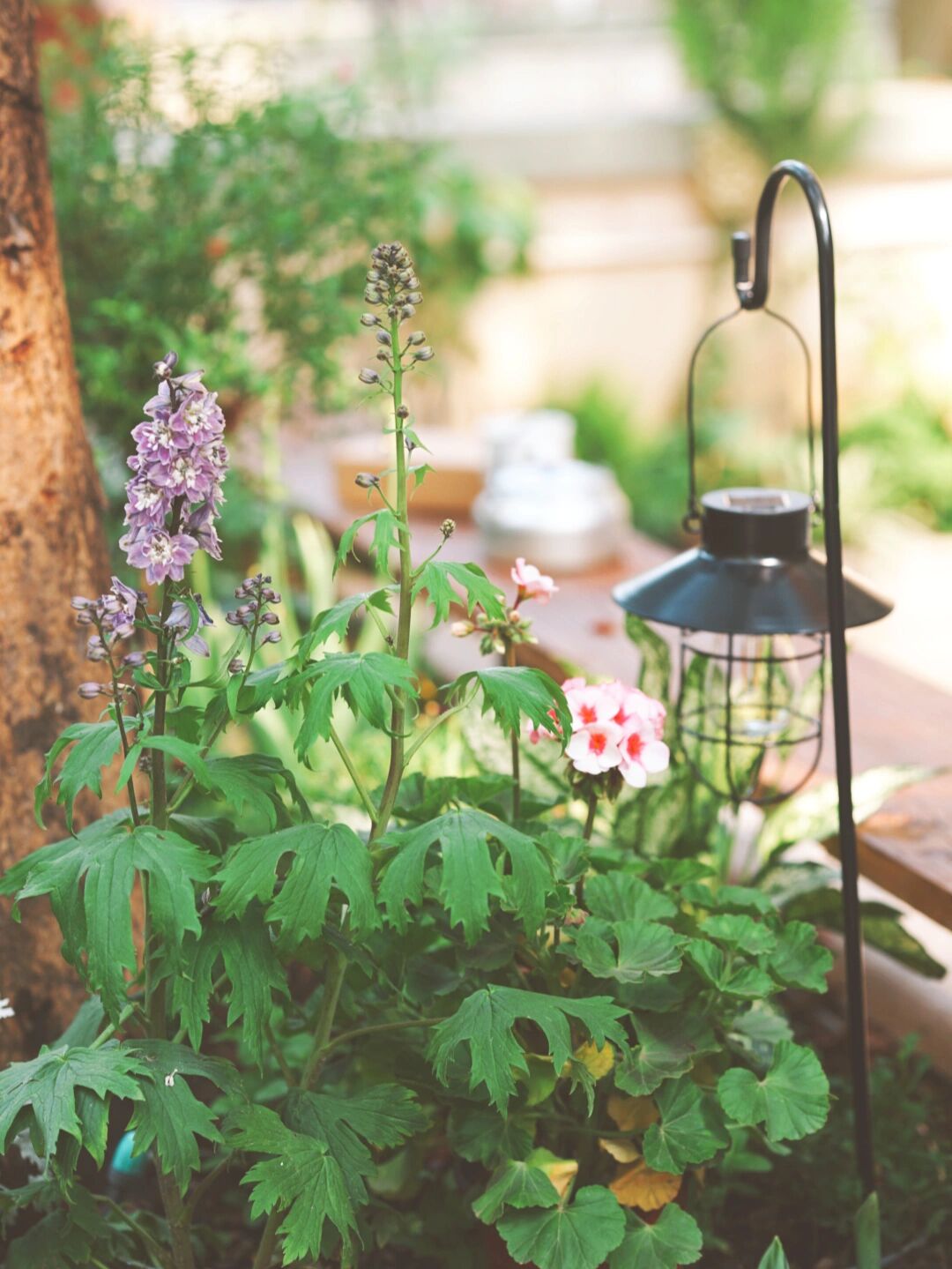 DIY造园:自己设计打造100㎡花园,不需要花太多钱,但充满成就感