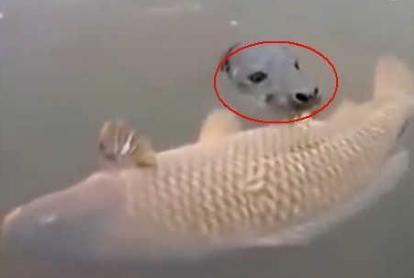 天猫|小伙河边钓鱼,飘来一条大鲤鱼,仔细一看连忙退了几步