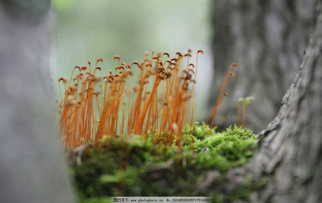 苔藓植物的苔藓化作用有哪些?