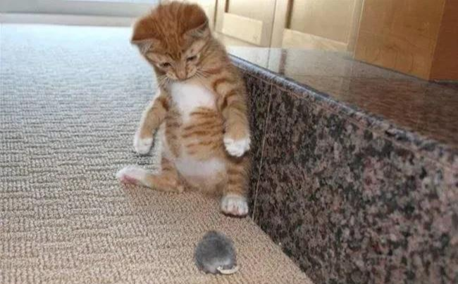 办公室|猫咪怕老鼠,老师怕学生,你们相信吗