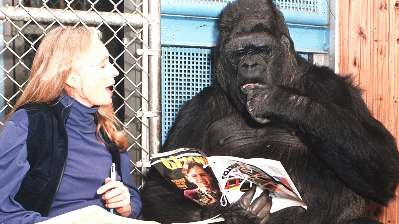 会对镜自拍的大猩猩，把人类当母亲相处40多年，逝前遗言引人深思