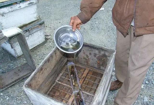 农村老人:蜜蜂太懒,喂点白糖水就勤快了,是啥道理?2个作用