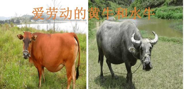 马和驴能杂交生下骡子,为何水牛和黄牛就没法杂交?