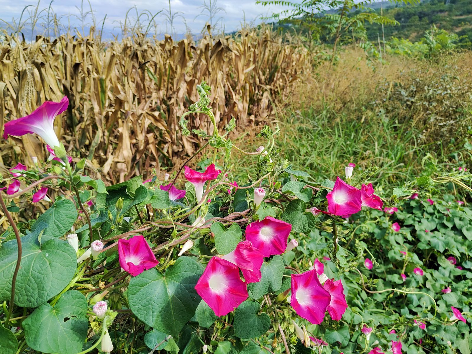 古镇|七绝?仲秋携亲友徒步楚阳山