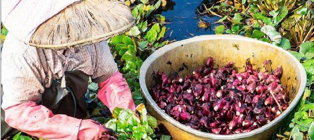 即将立秋,“水八仙”陆续上市,若有条件建议要多吃,为入秋准备