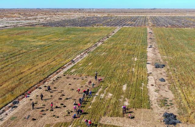 阿里巴巴|马云曾扬言要在沙漠种1亿棵树,如今5年过去,诺言实现了吗?