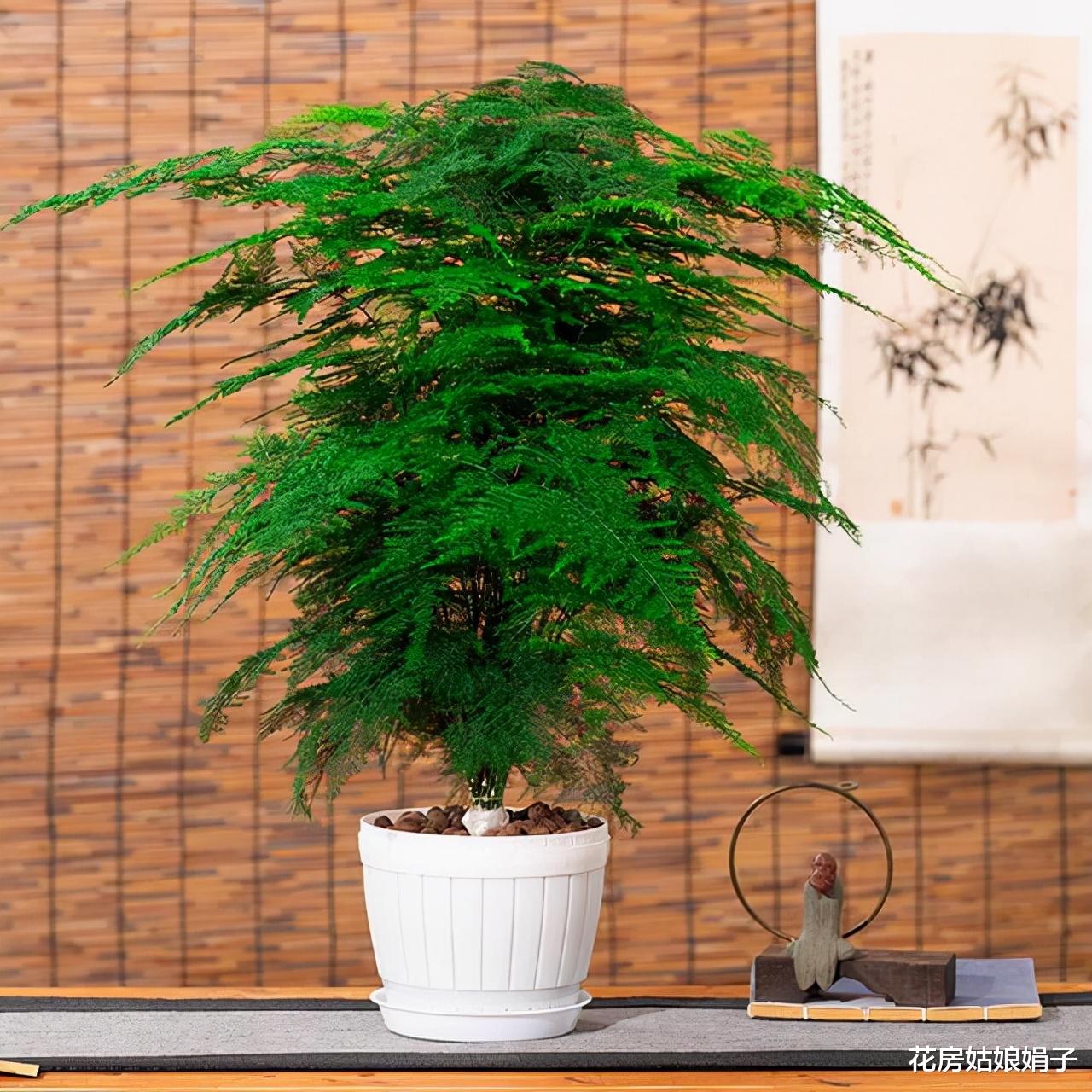 客厅里养花，尽量不要选这4种，控制不住株型，会越长越难看