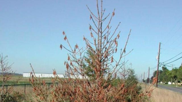 万万想不到！一只小虫子也能拥有非凡的建筑能力，构造还十分讲究