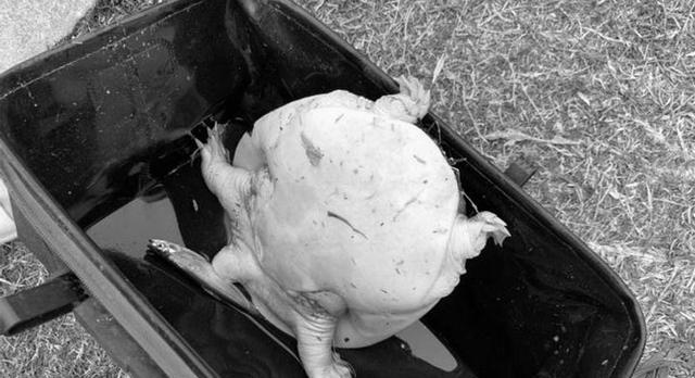 退休|广东一男子回老家过年,在水库野钓收获大甲鱼,却是一只外来物种