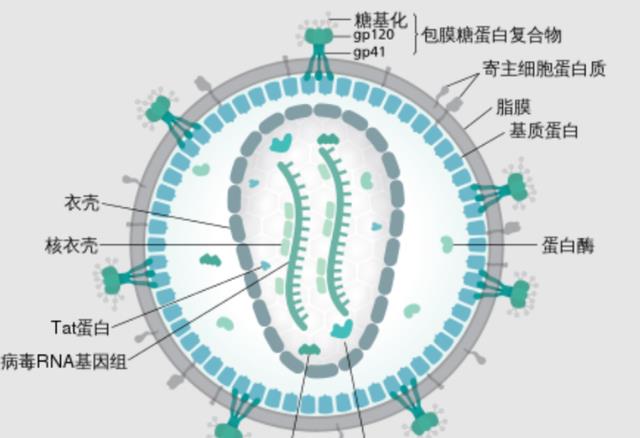 交配时动物六亲不认,那流浪雄狮若重返狮群,能认出自己母亲吗?