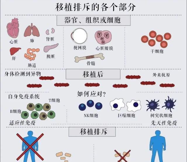 日本完成首批“人兽混合胚胎”实验,称在“造福人类”,可信吗?