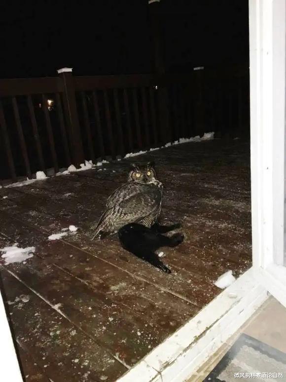 猫头鹰和鹰类谁更强?雕鸮趁着夜色反杀了鹰王