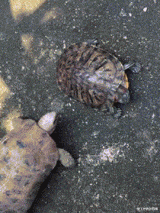 |“想让沉迷游戏的老婆去上班,该怎么劝?”神点评绝了...