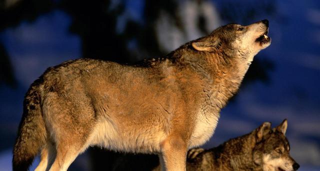 120万头骆驼瑟瑟发抖!安插间谍混入驼群,澳大利亚4年枪杀16万头