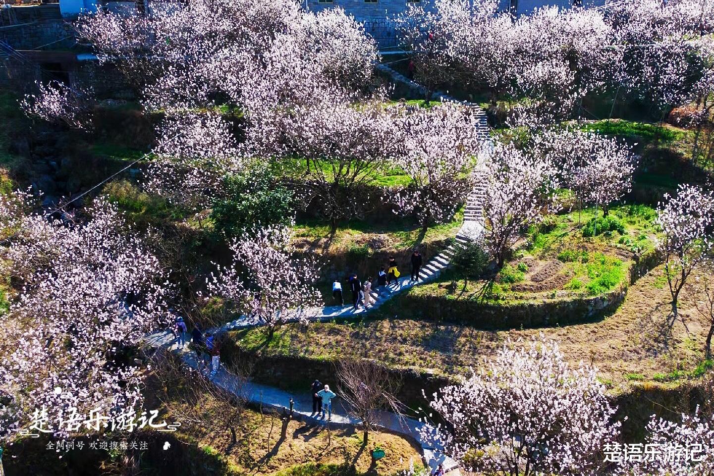 |300亩樱桃花开粉如雪海，宁波这个古村成为热门打卡地，游人如织