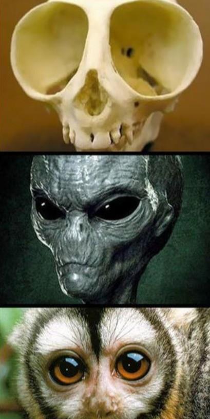 动物们的头骨和外形反差有多大?和预计的差太多了吧