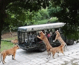 林志玲|阔太李念被疑整容！大眼迷人神似林志玲，嫁富豪融入香港上流圈