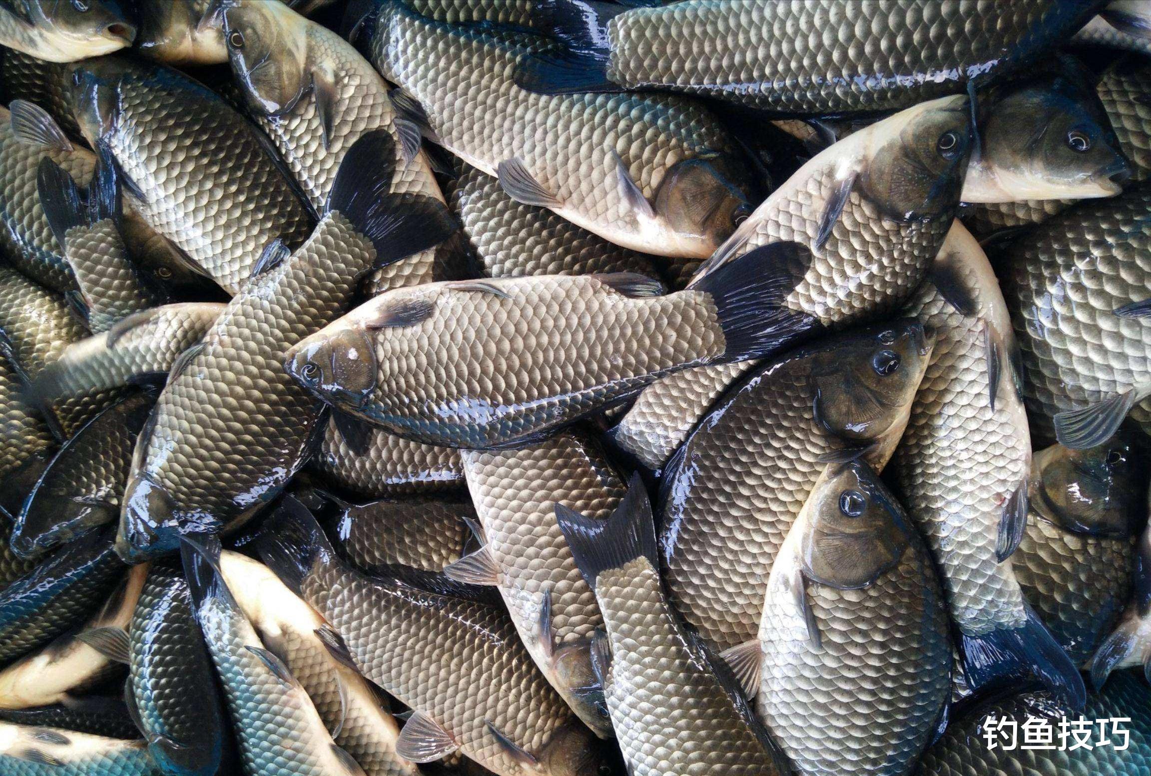 |昨天别人钓鱼爆护，今天自己却钓个白板？到底是什么原因？