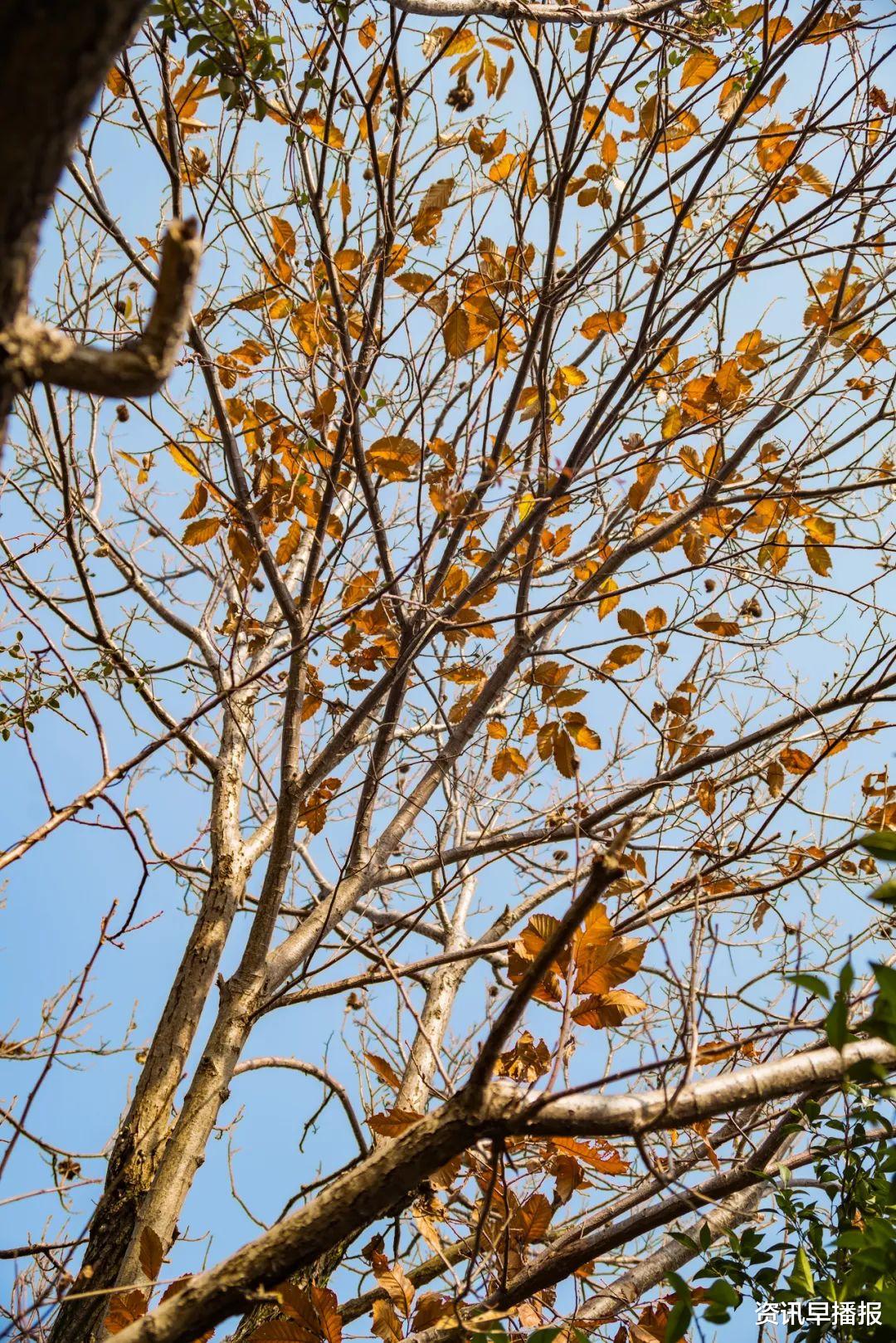 洞庭西山|叮咚!来自苏州太湖西山岛的初冬绝美壁纸来袭~