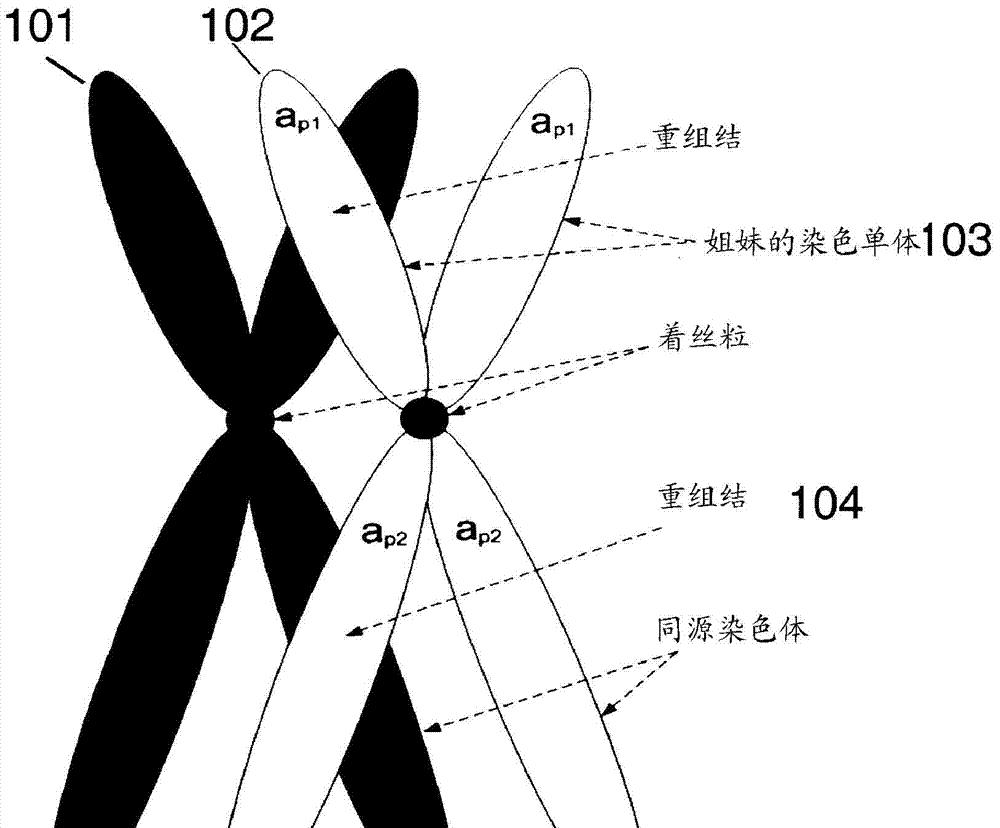 狮王如何对待狮群中雌性后代?其长大后,会出现近亲繁殖现象吗?
