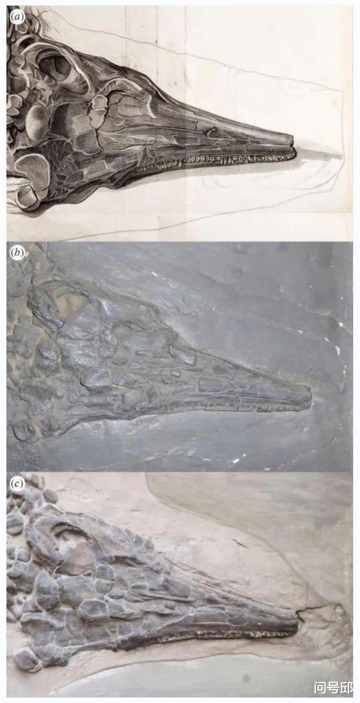 科学家发现被纳粹炸弹摧毁的鱼龙化石模型,为新研究提供了方向