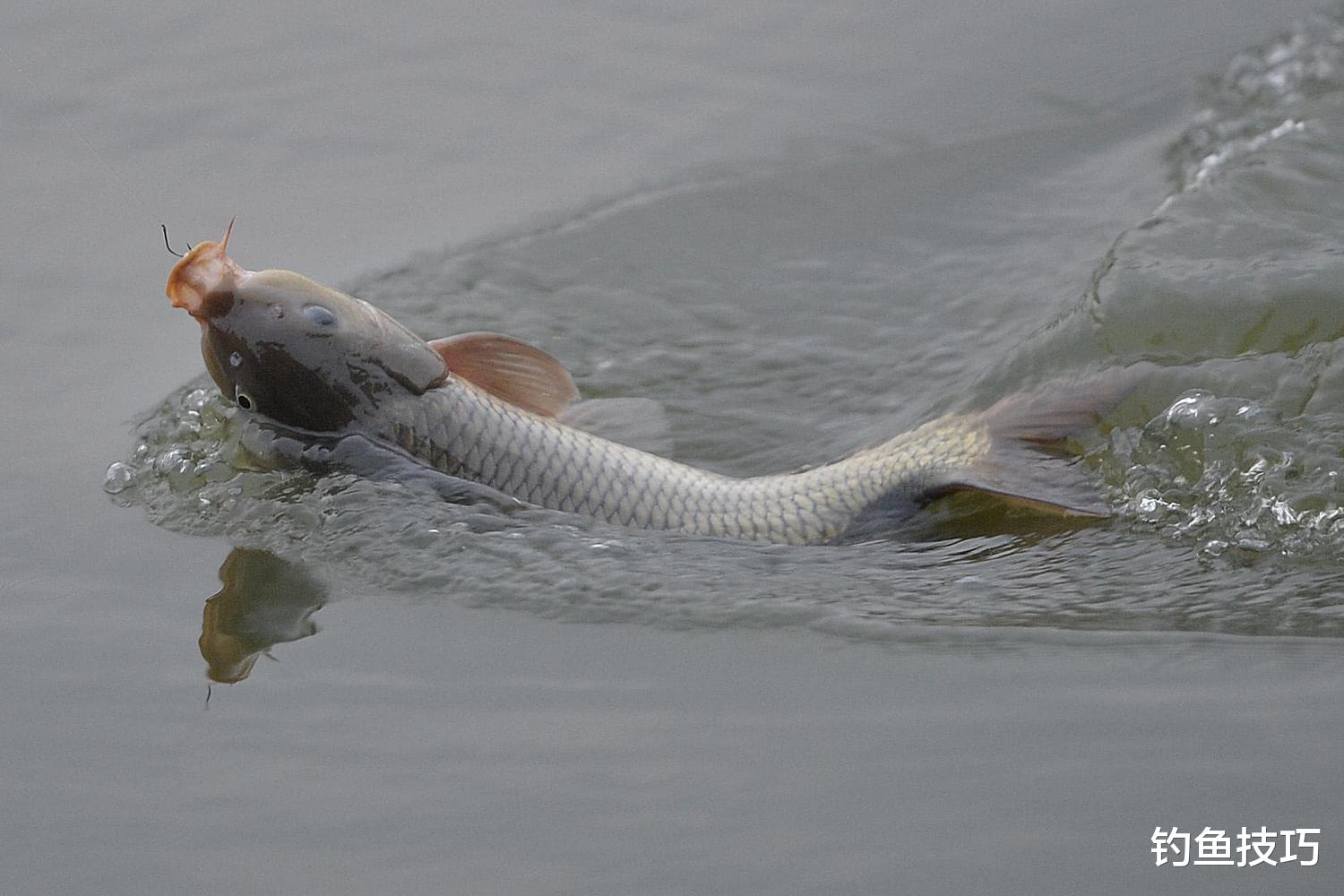|为什么钓鱼时经常跑鱼？4种跑鱼情况的原因分析