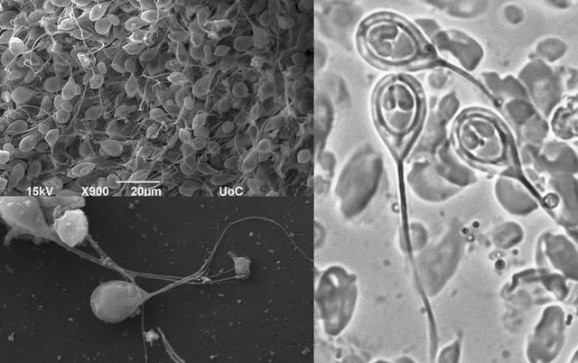 不靠氧气生存的动物?科学家不清楚原因,或颠覆对生命的认知