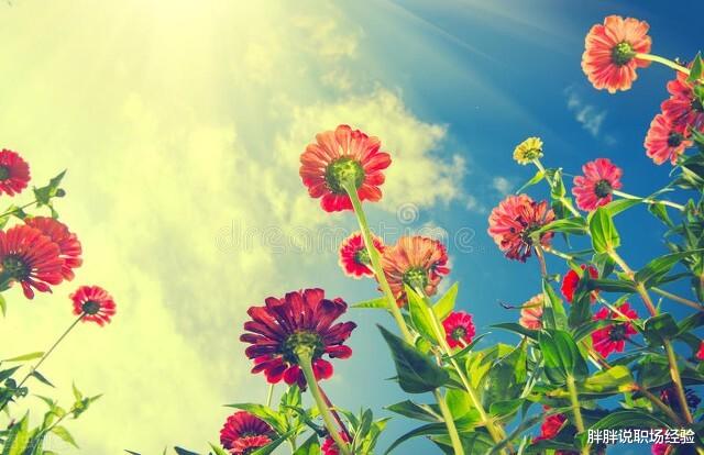 招聘|人在职场,领导培养你的四个信号,不要傻傻看不清