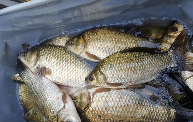 鲤鱼|为何早春野钓经常走空？弄明白之后提升渔获概率