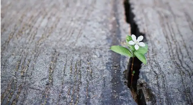 星座|企业效益不好全怪疫情，逆境之下企业如何生存，如何活得好？