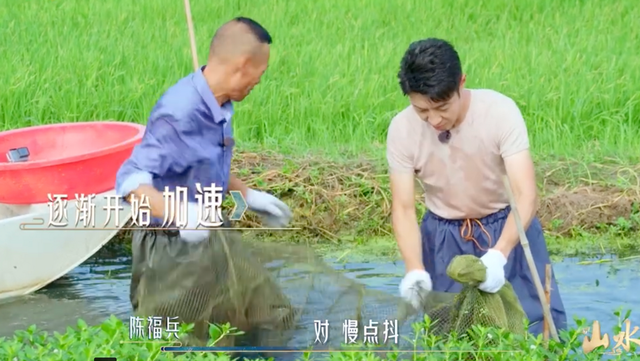 撒贝宁|撒贝宁闫妮下河抓龙虾！上衣被汗水打湿透，用大铁锅炒菜太兴奋