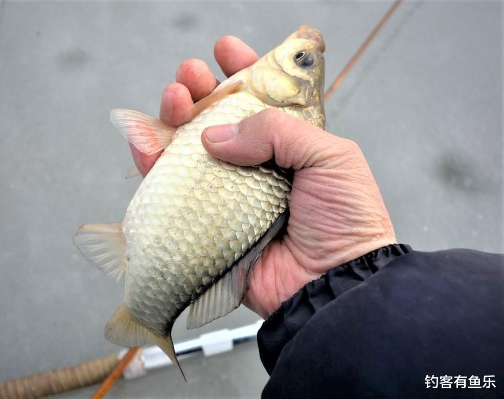 鲤鱼|冬季天冷鲫鱼鲤鱼不好钓？自制几款饵料窝料，效果强于一般鱼饵