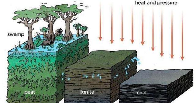 原始森林|九米厚的煤层，是多高的树木变成的？为何成规模的煤层都带倾角？