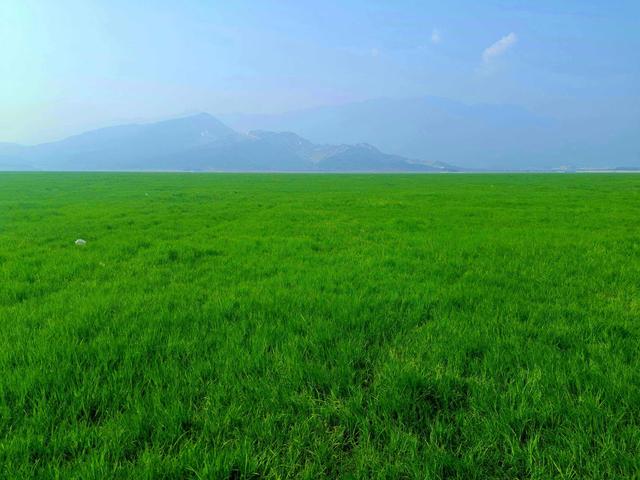 草原|中国淡水湖这么多，为什么身为第一的鄱阳成了绿原？还禁止游牧？
