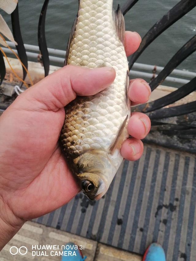 |桥筏钓板鲫，冷风挡不住钓鱼人的热情