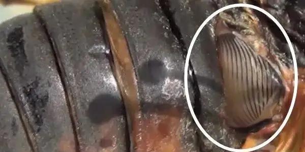 蝉能发出响亮的声音,那它是靠什么发声的?为它何要叫个不停?