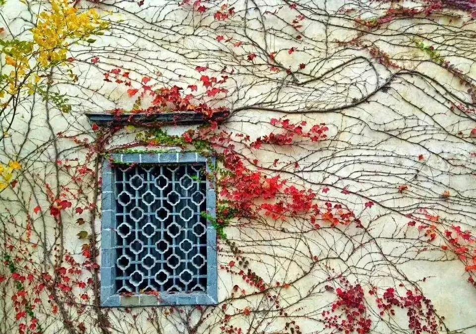 泰安|秋风来信 烟火深处看秋黄