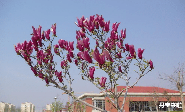 一棵花树“吊打”整片花草,这些花树不养可就错过了,因为实在美的很