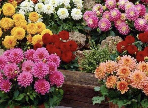 老婆:刚搬新家室内异味大,阳台多摆些花草!邻居:这样危险!