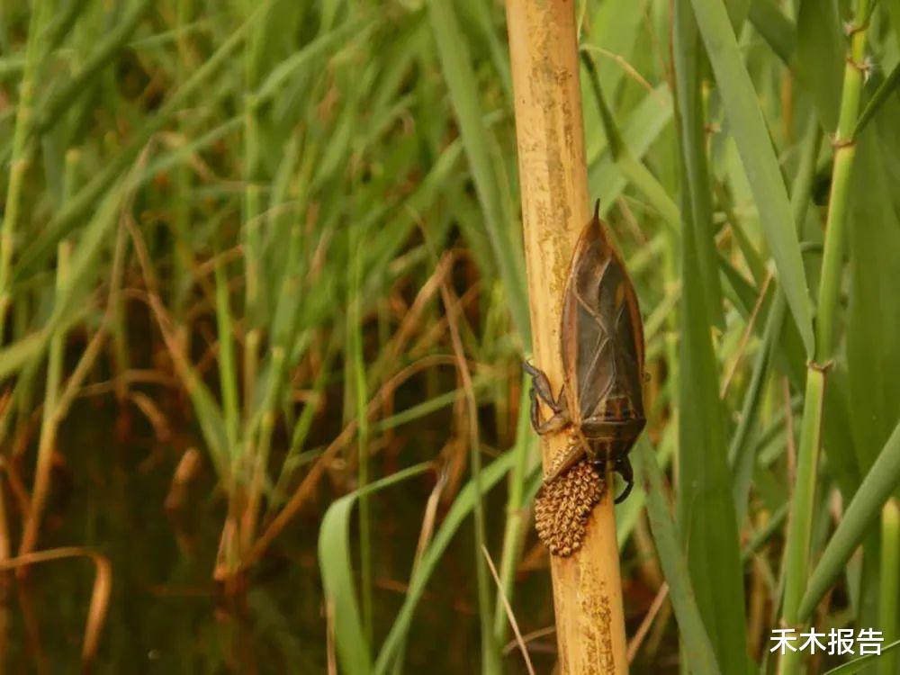 大田|水田里的“水中霸王”，咬一口会烂肉，如今却十分珍贵，300元1斤
