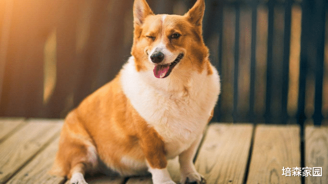狗狗体重超标，你可以试试这四种方法！