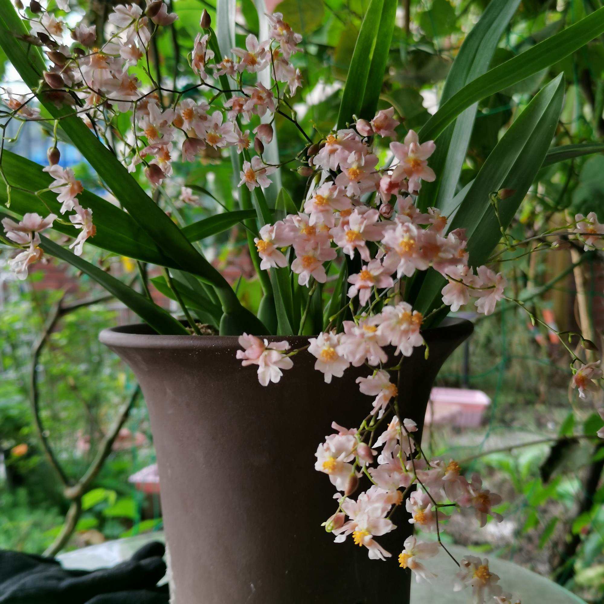 梦香文心兰，混着奶油糖果的空谷幽兰，给你香飘满园