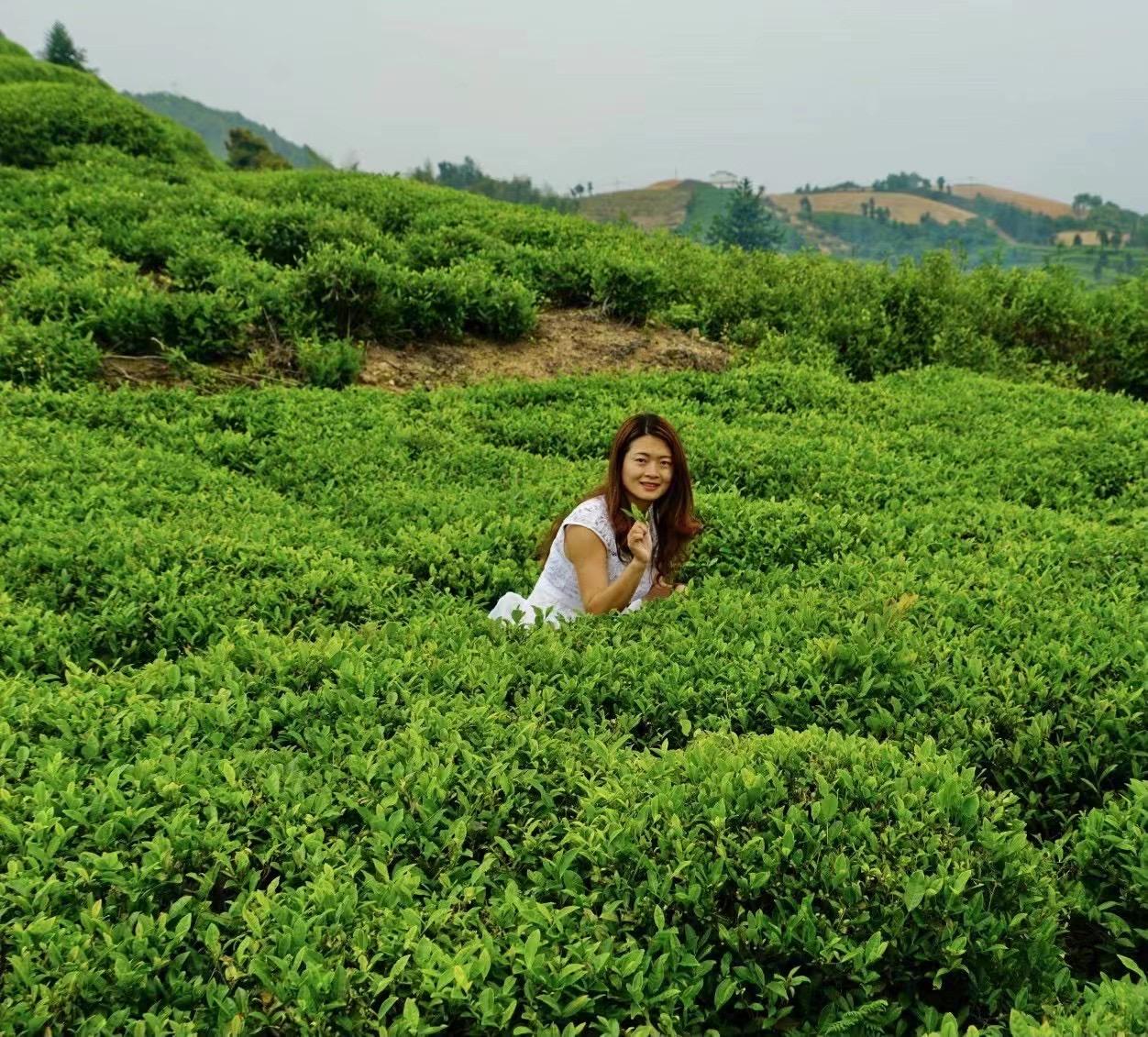 茶园|夏日去看海，相约浙江之南苍南，不可错过中国最美茶园五凤茶园